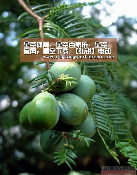 星空体育,星空百家乐,星空官网,星空下载_【弘锐】电动手术床的组成部分(图3) 星空体育,星空百家乐,星空官网,星空下载