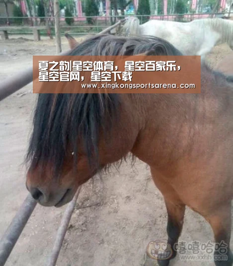 夏之韵|星空体育,星空百家乐,星空官网,星空下载(图4) 星空体育,星空百家乐,星空官网,星空下载